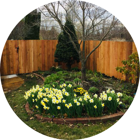 Cedar Fence